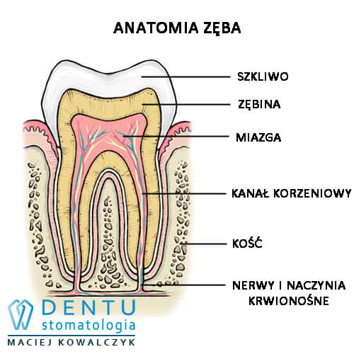 leczenie próchnicy Tczew - budowa anatomiczna zęba